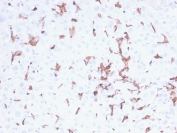 IHC testing of FFPE human spleen tissue with AIF1 antibody (clone AIF1/2493). HIER: boil tissue sections in pH6, 10mM citrate buffer, for 10-20 min followed by cooling at RT for 20 min.