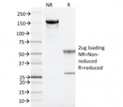 SDS-PAGE analysis of purified, BSA-free ARF1 antibody (clone 1A9/5) as confirmation of integrity and purity.