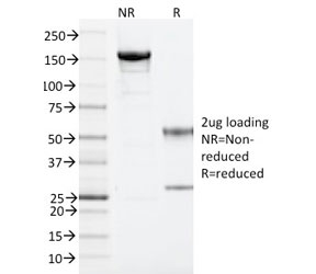 SDS-PAGE analysis of purified, BSA-free ARF1 antibody (