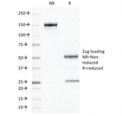 SDS-PAGE analysis of purified, BSA-free OLIG2 antibody (clone OLIG2/2400) as confirmation of integrity and purity.