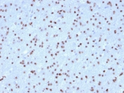 IHC testing of FFPE human cerebellum with OLIG2 antibody (clone OLIG2/2400). HIER: boil tissue sections in pH 9 10mM Tris with 1mM EDTA for 10-20 min followed by cooling at RT for 20 min.