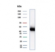 Western blot testing of human OVCAR-3 cell lysate with Mesothelin antibody (clone MSLN/2131). Predicted molecular weight ~70 kDa (precursor), ~40 kDa (processed form).