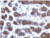 IHC testing of FFPE rat stomach with MSLN antibody (clone MKPF-1). HIER: boil tissue sections in pH 9 10mM Tris with 1mM EDTA for 10-20 min followed by cooling at RT for 20 min.
