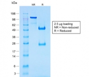 SDS-PAGE analysis of purified, BSA-free recombinant Chromogranin A antibody (clone CHGA/1731R) as confirmation of integrity and purity.