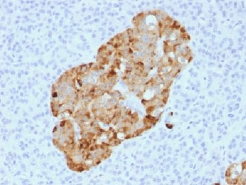 IHC analysis of FFPE human pancreas stained with recombinant Chromogranin A antibody (CHGA/1731R). Required HIER: steam sections in pH6 citrate buffer for 10-20 min.~