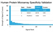 Analysis of HuProt(TM) microarray containing more than 19,000 full-length human proteins using Chromogranin A antibody (clone CHGA/1815R). These results demonstrate the foremost specificity of the CHGA/1815R mAb.
