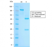 SDS-PAGE analysis of purified, BSA-free recombinant Chromogranin A antibody (clone CHGA/1815R) as confirmation of integrity and purity.