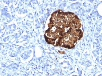 IHC analysis of FFPE human pancreas stained with recombinant Chromogranin A antibody (clone CHGA/1815R). Required HIER: steam sections in pH6 citrate buffer for 10-20 min.~
