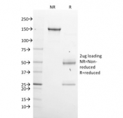 SDS-PAGE analysis of purified, BSA-free XAB1 antibody (clone GPN1/2350) as confirmation of integrity and purity.