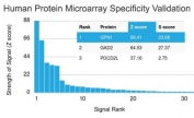 Analysis of HuProt(TM) microarray containing more than 19,000 full-length human proteins using XAB1 antibody (clone GPN1/2350). These results demonstrate the foremost specificity of the GPN1/2350 mAb. Z- and S- score: The Z-score represents the strength of a signal that an antibody (in combination with a fluorescently-tagged anti-IgG secondary Ab) produces when binding to a particular protein on the HuProt(TM) array. Z-scores are described in units of standard deviations (SD's) above the mean value of all signals generated on that array. If the targets on the HuProt(TM) are arranged in descending order of the Z-score, the S-score is the difference (also in units of SD's) between the Z-scores. The S-score therefore represents the relative target specificity of an Ab to its intended target.