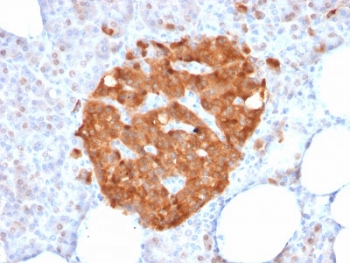 IHC testing of FFPE human pancreas with XAB1 antibody (clone GPN1/2350). Required HIER: boil sections in 10mM citrate buffer, pH6, for 10-20 min.~