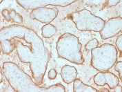 IHC testing of FFPE human placenta with EGFR antibody (clone GFR/2341). Required HIER: boiling tissue sections in pH 9 10mM Tris with 1mM EDTA for 10-20 min.