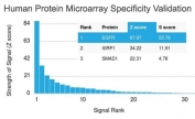Analysis of HuProt(TM) microarray containing more than 19,000 full-length human proteins using EGFR antibody (clone GFR/2341). These results demonstrate the foremost specificity of the GFR/2341 mAb. Z- and S- score: The Z-score represents the strength of a signal that an antibody (in combination with a fluorescently-tagged anti-IgG secondary Ab) produces when binding to a particular protein on the HuProt(TM) array. Z-scores are described in units of standard deviations (SD's) above the mean value of all signals generated on that array. If the targets on the HuProt(TM) are arranged in descending order of the Z-score, the S-score is the difference (also in units of SD's) between the Z-scores. The S-score therefore represents the relative target specificity of an Ab to its intended target.