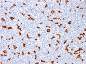 IHC testing of FFPE human tonsil with IBA1 antibody (clone AIF1/1909). HIER: boil tissue sections in pH6, 10mM citrate buffer, for 10-20 min followed by cooling at RT for 20 min.