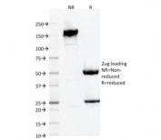 SDS-PAGE analysis of purified, BSA-free IBA1 antibody (clone AIF1/1909) as confirmation of integrity and purity.