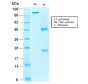 SDS-PAGE analysis of purified, BSA-free recombinant IBA1 antibody (clone rAIF1/1909) as confirmation of integrity and purity.