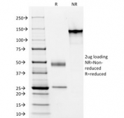 SDS-PAGE analysis of purified, BSA-free Elastin antibody (clone ELN/1981) as confirmation of integrity and purity.