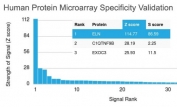 Analysis of HuProt(TM) microarray containing more than 19,000 full-length human proteins using Elastin antibody (clone ELN/1981). These results demonstrate the foremost specificity of the ELN/1981 mAb. Z- and S- score: The Z-score represents the strength of a signal that an antibody (in combination with a fluorescently-tagged anti-IgG secondary Ab) produces when binding to a particular protein on the HuProt(TM) array. Z-scores are described in units of standard deviations (SD's) above the mean value of all signals generated on that array. If the targets on the HuProt(TM) are arranged in descending order of the Z-score, the S-score is the difference (also in units of SD's) between the Z-scores. The S-score therefore represents the relative target specificity of an Ab to its intended target.