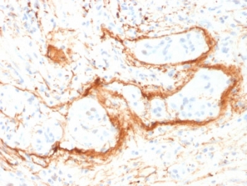 IHC testing of FFPE human small intestine with Elastin antibody (clone ELN/1981). Required HIER: boiling tissue sections in 10mM citrate buffer, pH 6, for 10-20 min and allow to cool prior to staining.~