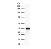 Western blot testing of human HeLa cell lysate with Emerin antibody (clone EMD/2167). Expected molecular weight: 29-34 kDa.