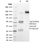 SDS-PAGE analysis of purified, BSA-free Emerin antibody (clone EMD/2167) as confirmation of integrity and purity.