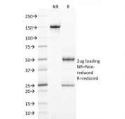 SDS-PAGE analysis of purified, BSA-free CD103 antibody (clone ITGAE/2474) as confirmation of integrity and purity.