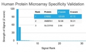 Analysis of HuProt(TM) microarray containing more than 19,000 full-length human proteins using HER2 antibody (clone ERBB2/2453). These results demonstrate the foremost specificity of the ERBB2/2453 mAb.<BR>Z- and S- score: The Z-score represents the strength of a signal that an antibody (in combination with a fluorescently-tagged anti-IgG secondary Ab) produces when binding to a particular protein on the HuProt(TM) array. Z-scores are described in units of standard deviations (SD's) above the mean value of all signals generated on that array. If the targets on the HuProt(TM) are arranged in descending order of the Z-score, the S-score is the difference (also in units of SD's) between the Z-scores. The S-score therefore represents the relative target specificity of an Ab to its intended target.