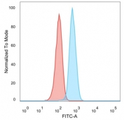 Flow cytometry testing of PFA-fixed human MCF7 cells with HER2 antibody (clone ERBB2/2452); Red=isotype control, Blue= HER2 antibody.