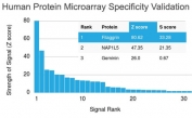 Analysis of HuProt(TM) microarray containing more than 19,000 full-length human proteins using Filaggrin antibody (clone FLG/1945). These results demonstrate the foremost specificity of the FLG/1945 mAb. Z- and S- score: The Z-score represents the strength of a signal that an antibody (in combination with a fluorescently-tagged anti-IgG secondary Ab) produces when binding to a particular protein on the HuProt(TM) array. Z-scores are described in units of standard deviations (SD's) above the mean value of all signals generated on that array. If the targets on the HuProt(TM) are arranged in descending order of the Z-score, the S-score is the difference (also in units of SD's) between the Z-scores. The S-score therefore represents the relative target specificity of an Ab to its intended target.