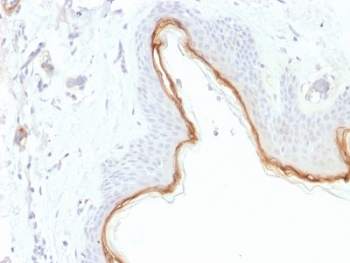 IHC testing of FFPE human skin with Filaggrin antibody (clone FLG/1945). Required HIER: boil tissue sections in 10mM citrate buffer, pH 6, for 10-20 min.~