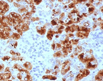 IHC testing of FFPE human pancreas with GP2 antibody (clone PSGMG2-1). HIER: boil tissue sections in pH 9 10mM Tris with 1mM EDTA for 10-20 min and allow to cool before testing.~