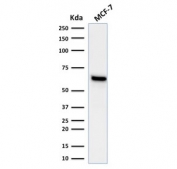 Western blot testing of human MCF-7 lysate with Estrogen Receptor alpha antibody (clone ESR1/1935). Expected molecular weight ~67 kDa.