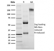SDS-PAGE analysis of purified, BSA-free Granzyme B antibody (clone GZMB/2403) as confirmation of integrity and purity.