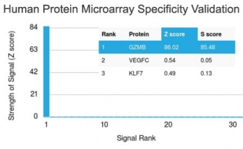 Analysis of HuProt(TM) microarray containing more than 19,000 full-length human proteins using Granzyme B antibody (clone GZMB/2403). These results demonstrate the foremost specificity of the GZMB/2403 mAb.<BR>Z- and S- score: The Z-score represents the strength of a signal that an antibody (in combination w