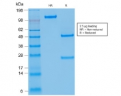 SDS-PAGE analysis of purified, BSA-free recombinant anti-Kappa light chain antibody (clone rKLC709) as confirmation of integrity and purity.
