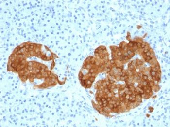 IHC testing of FFPE human pancreas with GAD65 antibody (clone GAD2/1960). Required HIER: boil tissue sections in 10mM citrate buffer, pH 6, for 10-20 min.~