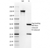 SDS-PAGE analysis of purified, BSA-free Cytokeratin 6A antibody (clone KRT6A/2368) as confirmation of integrity and purity.