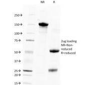 SDS-PAGE analysis of purified, BSA-free TROP2 antibody (clone TACSTD2/2151) as confirmation of integrity and purity.