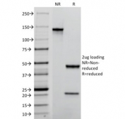 SDS-PAGE analysis of purified, BSA-free TROP2 antibody (clone TACSTD2/2152) as confirmation of integrity and purity.