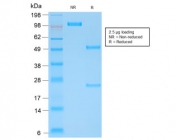 SDS-PAGE analysis of purified, BSA-free recombinant Kappa Light Chain antibody (clone rL1C1) as confirmation of integrity and purity.
