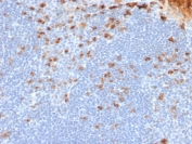 IHC testing of FFPE human tonsil tissue with recombinant Kappa Light Chain antibody (clone rL1C1). Required HIER: boil tissue sections in pH 9 10mM Tris with 1mM EDTA for 10-20 min followed by cooling at RT for 20 min.