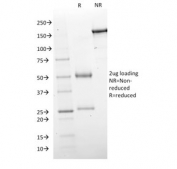 SDS-PAGE analysis of purified, BSA-free GAD67 antibody (clone GAD1/2563) as confirmation of integrity and purity.