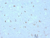 IHC testing of FFPE human brain with GAD67 antibody (clone GAD1/2563). Required HIER: boil tissue sections in 10mM citrate buffer, pH 6, for 10-20 min.