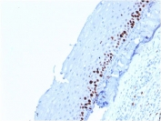 IHC testing of FFPE human skin stained with Ki67 antibody (MKI67/2462). Required HIER: boiling tissue sections in pH 9 10mM Tris with 1mM EDTA for 10-20 min followed by cooling at RT for 20 min.