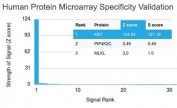Analysis of HuProt(TM) microarray containing more than 19,000 full-length human proteins using Ki67 antibody (clone MKI67/2462). These results demonstrate the foremost specificity of the MKI67/2462 mAb. Z- and S- score: The Z-score represents the strength of a signal that an antibody (in combination with a fluorescently-tagged anti-IgG secondary Ab) produces when binding to a particular protein on the HuProt(TM) array. Z-scores are described in units of standard deviations (SD's) above the mean value of all signals generated on that array. If the targets on the HuProt(TM) are arranged in descending order of the Z-score, the S-score is the difference (also in units of SD's) between the Z-scores. The S-score therefore represents the relative target specificity of an Ab to its intended target.