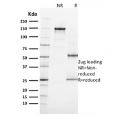 SDS-PAGE analysis of purified, BSA-free Ki67 antibody (clone MKI67/2462) as confirmation of integrity and purity.