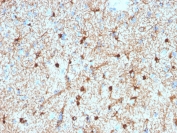IHC testing of FFPE human cerebellum stained with Glial Fibrillary Acidic Protein antibody (GFAP/2076). Required HIER: boiling tissue sections in pH 9 10mM Tris with 1mM EDTA for 10-20 min followed by cooling at RT for 20 min.