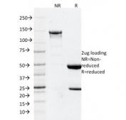 SDS-PAGE analysis of purified, BSA-free Glial Fibrillary Acidic Protein antibody (clone GFAP/2076) as confirmation of integrity and purity.