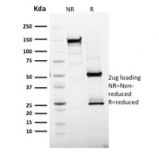 SDS-PAGE analysis of purified, BSA-free Ki-67 antibody (clone MKI67/2465) as confirmation of integrity and purity.