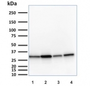 Western blot testing of human 1) HeLa, 2) A431, 3) HepG2 and 4) HAP-1 cell lysate with MTAP antibody (clone MTAP/1813). Expected molecular weight: 26-38 kDa (multiple isoforms).